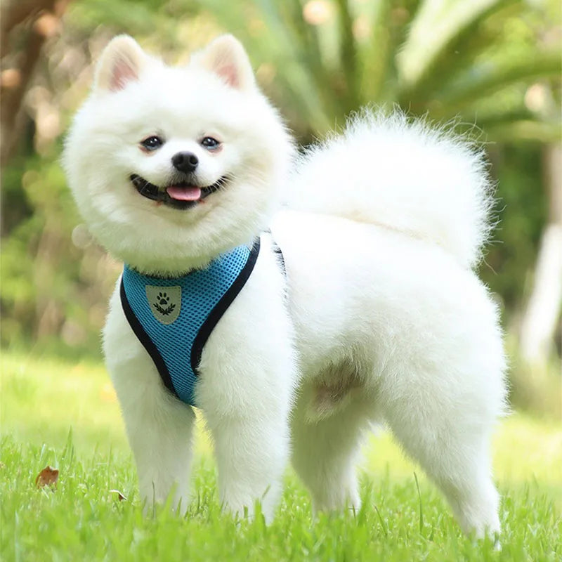 Adjustable Cat & Dog Harness with Leash - Escape Proof Vest