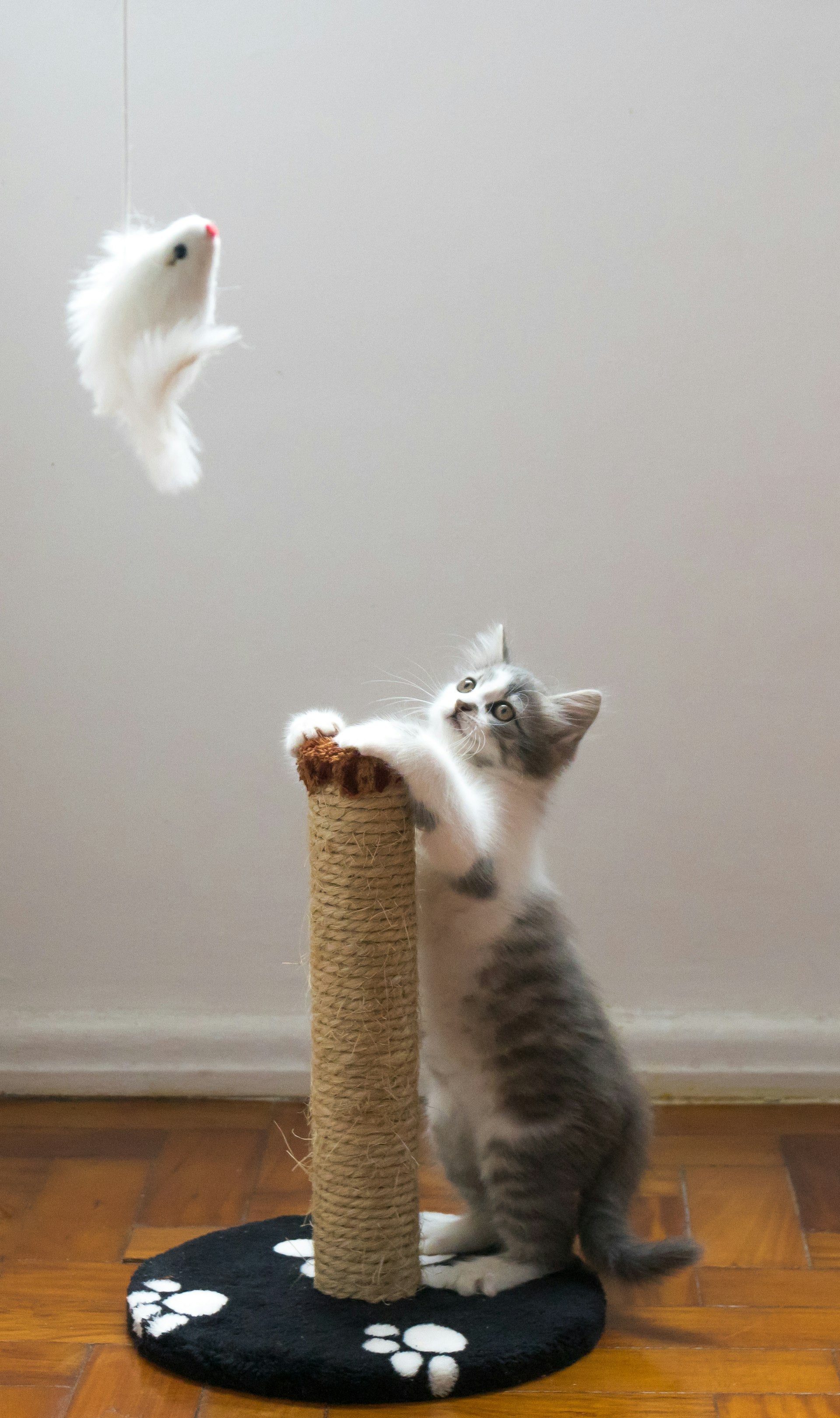 pawpounce-hero-catdog
